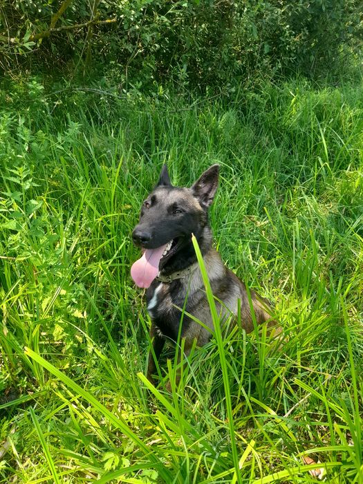 Малинуа кобель для вязки 2 года.