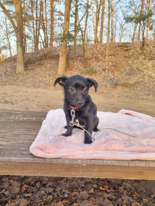 Piękna suczka szuka domu