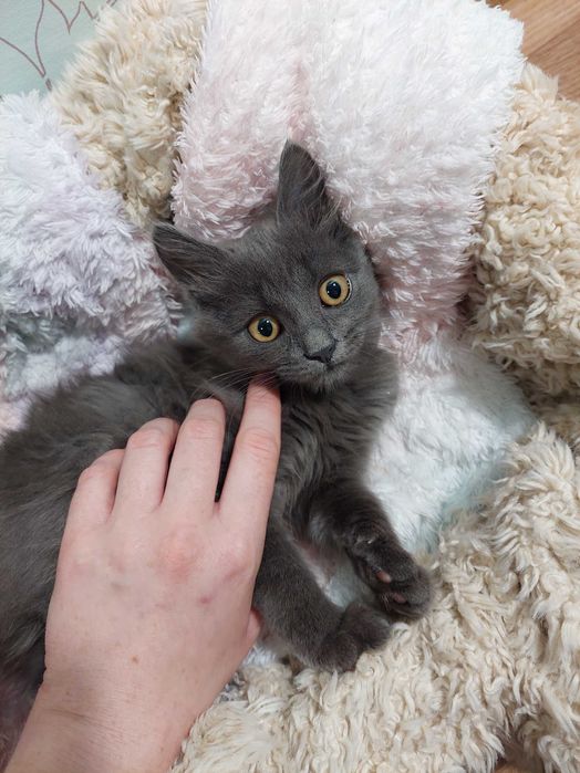 Кошеня дівчинка. Котенок девочка. Спсеныш ищет семью