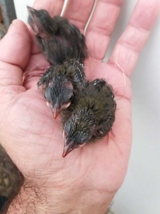 Casal de Rouxinois do Japão anilhados  2025 Outras aves