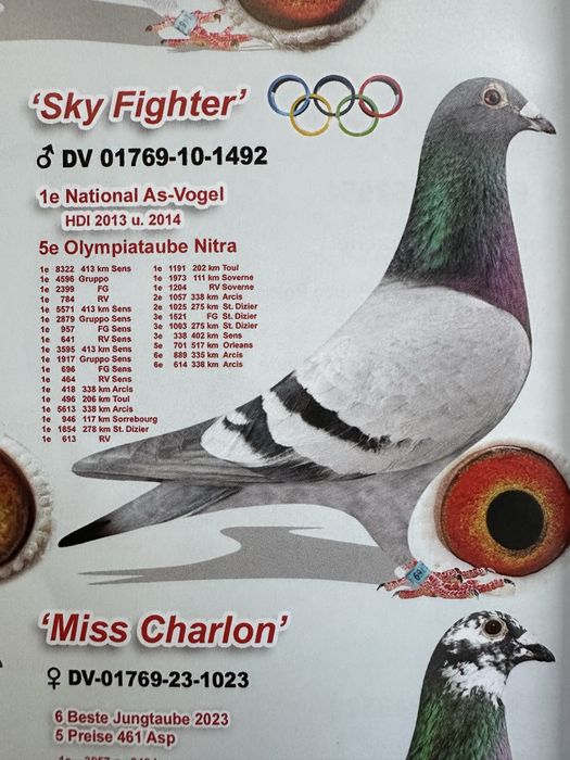 Gołąb młody 100% A . Drapa 2026