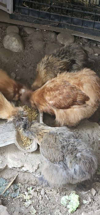 Casais de Silkies Barbudas/ linha USA