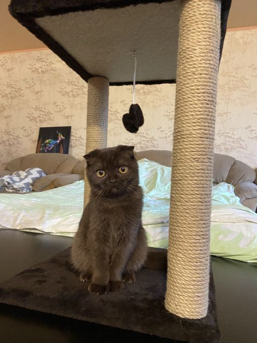 Шотландська весловуха кішечка для в’язки