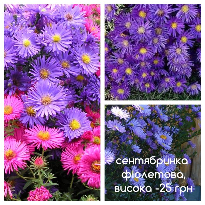 Хризантема, сентябринка, айстра
