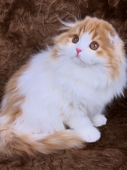 Висловухий шотландський хлопчик, гарне кошеня.