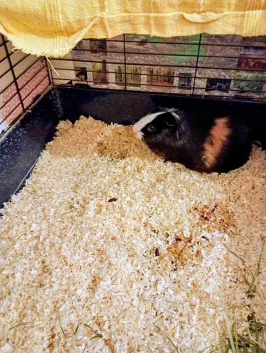 oddam w dobre ręce - REZERWACJA