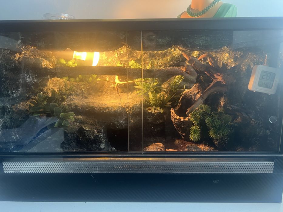 Coleonyx Miratus z terrarium
