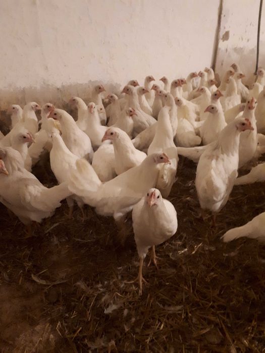 Kury nioski młode Rosa Messa Leghorn inne rasy Dowóz Gratis Zapraszam