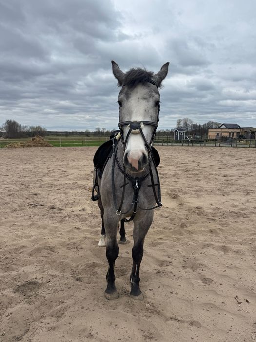 Piękny siwy Wałach