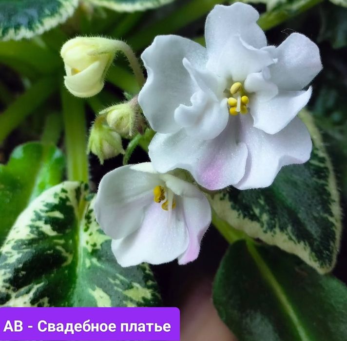Фиалки, детки и стартеры