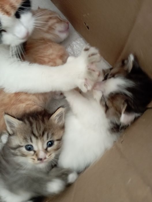 Віддам котеня безкоштовно
