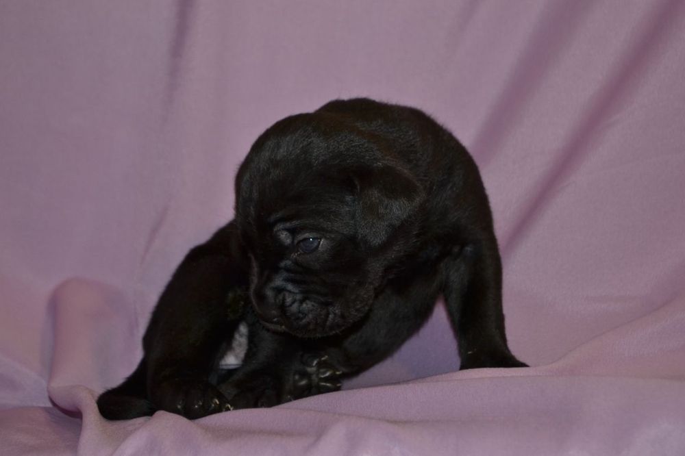 Цуценята  Кане корсо