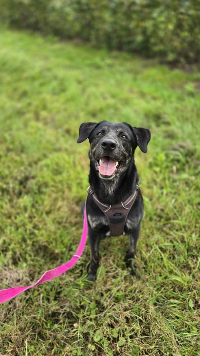 Potter cudowny, mądry piesek