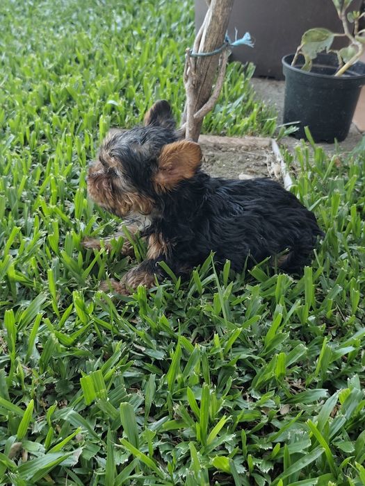 Macho  Yorkshire Terrier