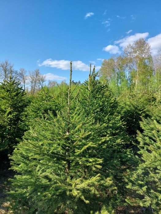 Świerk pospolity, choinka bożonarodzeniowa, świerk w doniczce