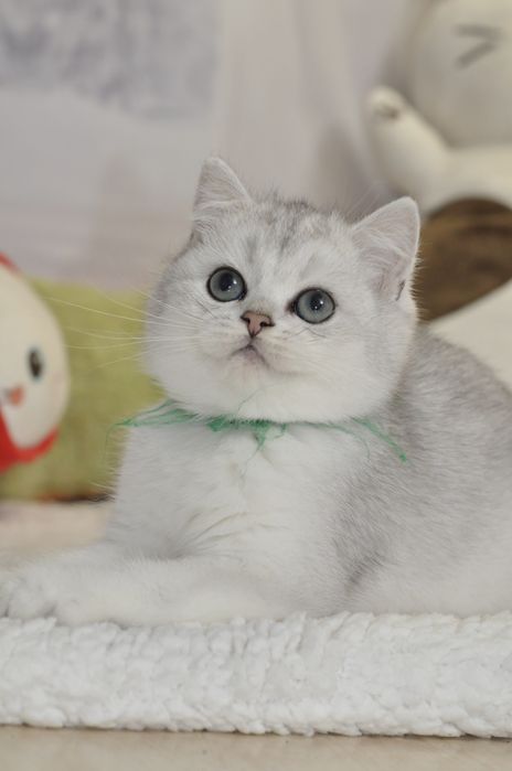 Маємо кошенят срібна шиншила