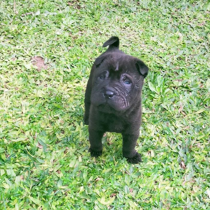Shar pei macho negro