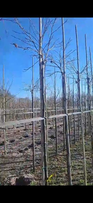 Ambrowiec  GumBall  Ambrowiec kulisty Gum Ball  pa220cm