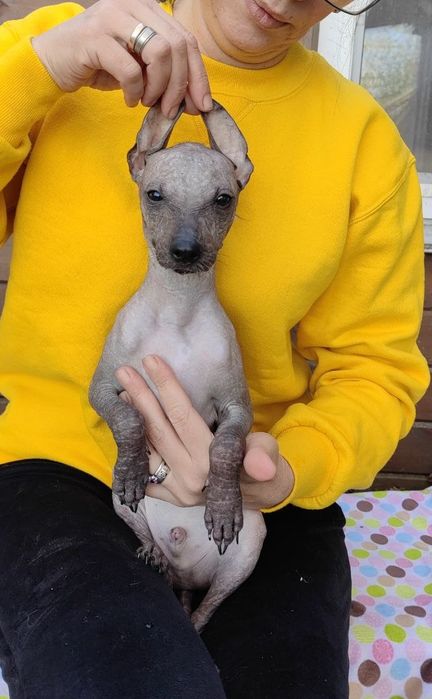 Ксолоітцкуінтлі- мексиканська гола собака