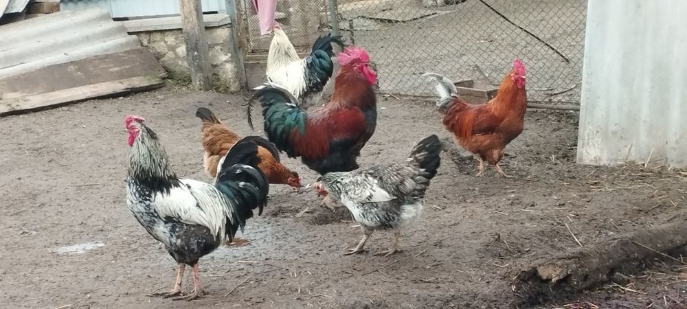 Молодий плодоносний великий голосний півень для Ваших курочок