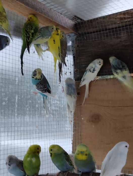 Papugi papuga faliste