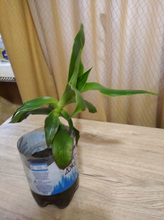 Золотой ус растение за большой сникерс