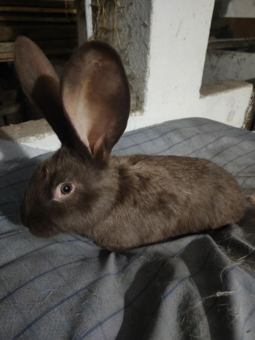 Sprzedam młode króliki