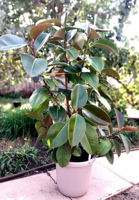 Фікус Робуста (Ficus elastica 'Robusta')