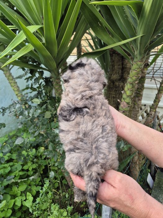 Caniche toy Arlequim