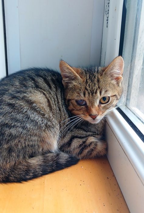 Маленькая полосатая котёнок девочка ищет дом! Котята в хорошие руки!
