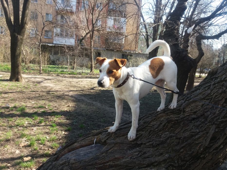 Вязка Джек Рассел Терьера