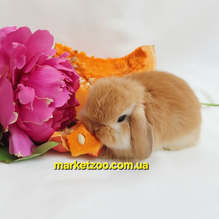 Міні кролики карликові кролики мини карликовый карликовий mini lop