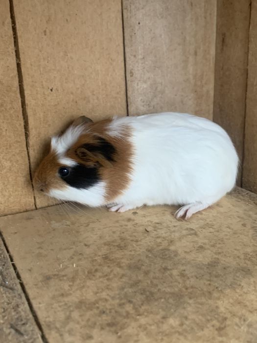 Морські свинки молоді так і старші