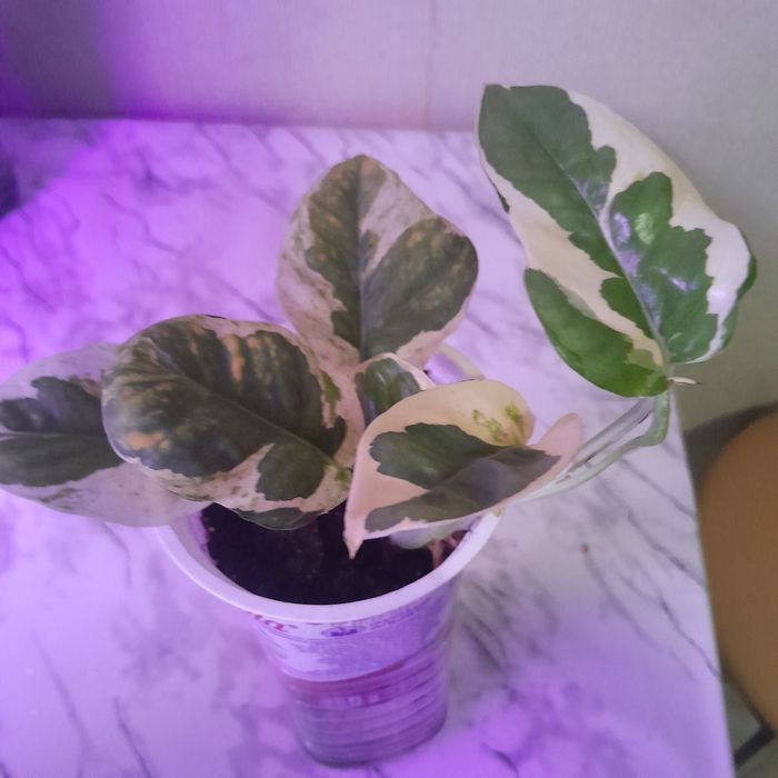 Сціндапсус епіпремн ум енжой . Білозелений . Неон жовтий . Сноу квін.