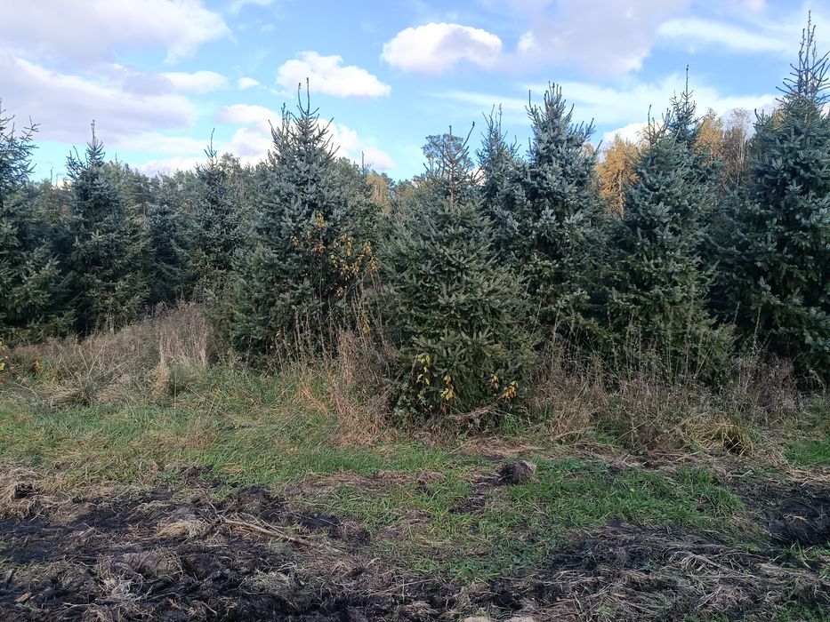 Likwidacja plantacji Świerk serbski