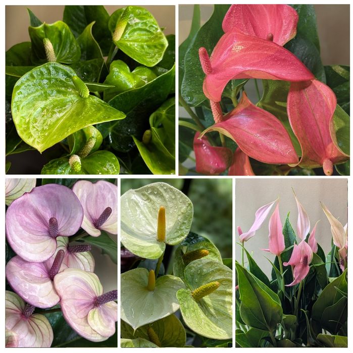 Антуріум 13 різних сортів червоний чорний рожевий білий Антуриум