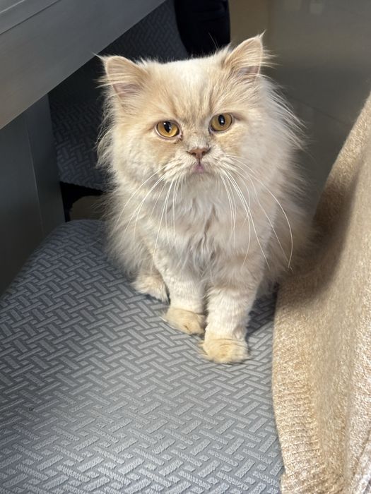 Gatinho raça persa