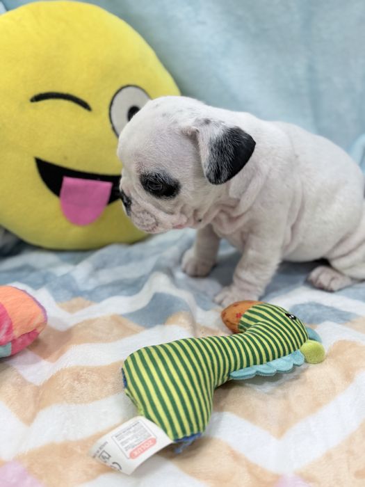 Bulldog francês  lindo menino piratinha