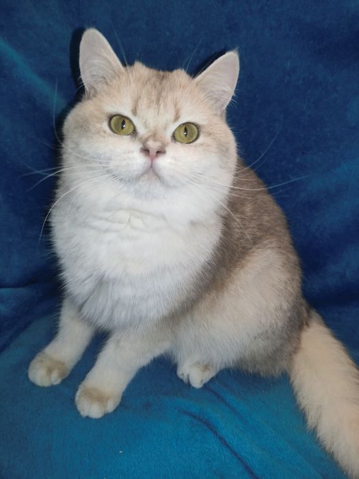 Супер якість дівчинка блакитне золото чекає на вас