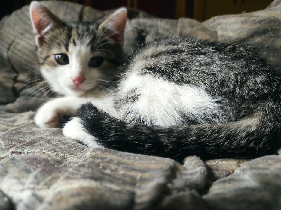 Пухнасте  щастячко