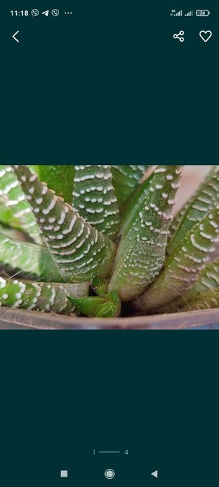 Хавортія ( сукуленти)