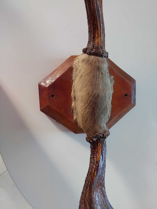 Рога оленя, продам