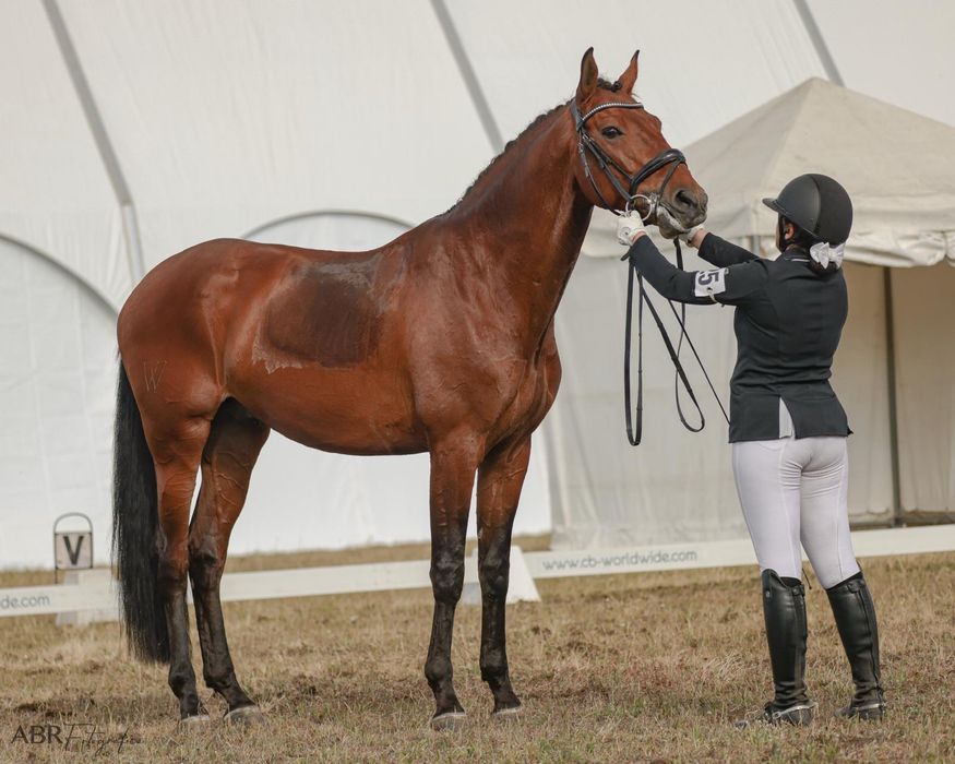 NOUGAT DA SILVEIRA ! FOR SALE !