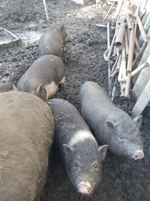 Поросята вьетнамские