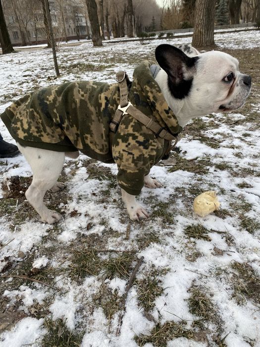 Одежда для собак