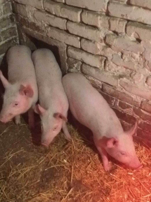продам домашніх поросят