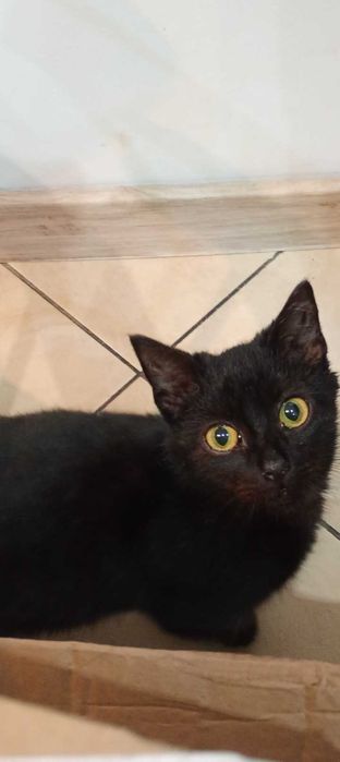 4 miesięczny kociak szuka  domu