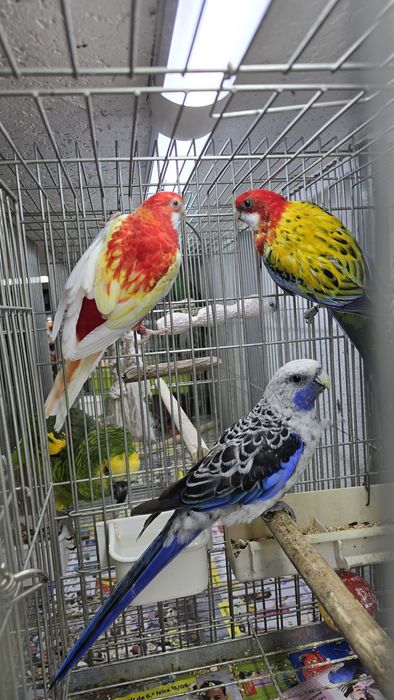 Roselias muito bonitas