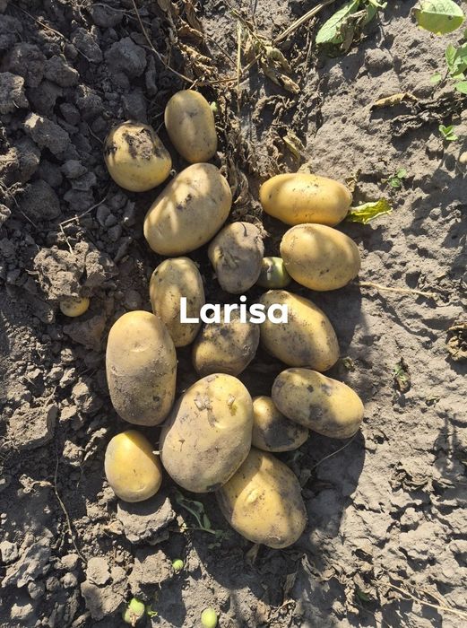 Ziemniaki Soraya otolia larisa 4.5+