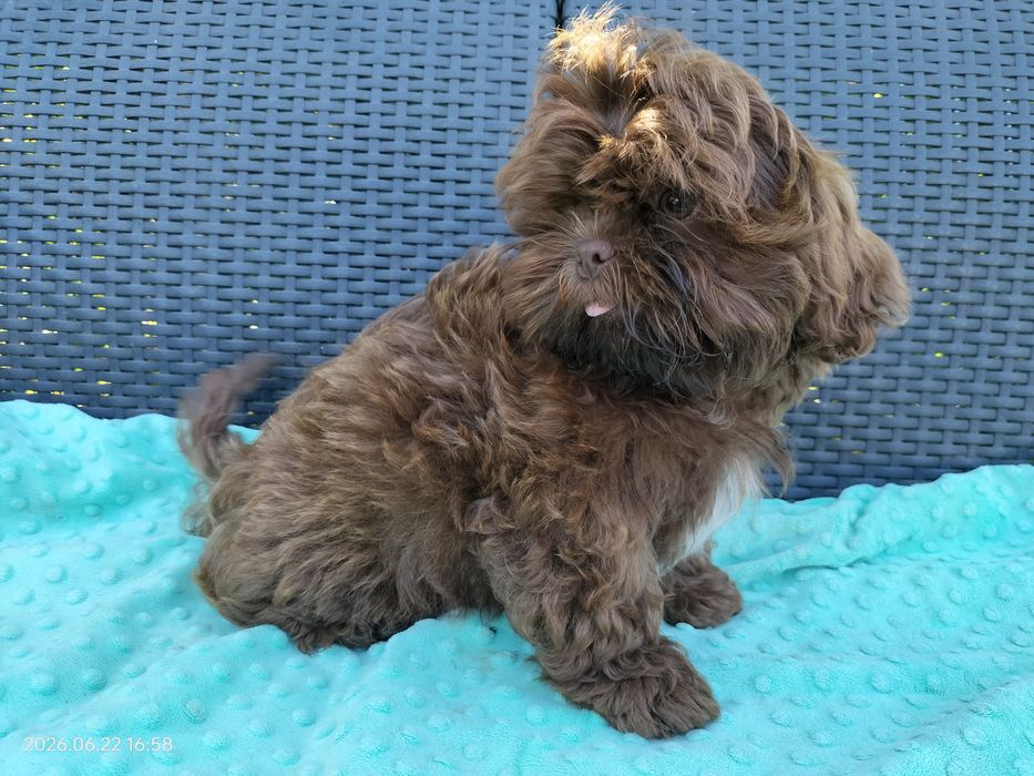 Czekoladowy chłopak Shih Tzu